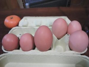 たまご