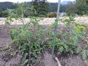 トマト