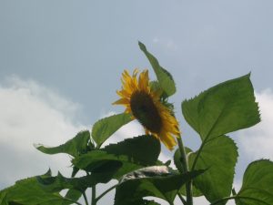 ひまわり