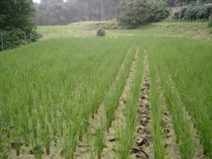 田んぼ2009