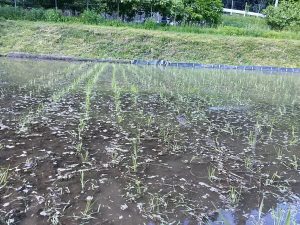 田植え