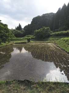 田植え2019