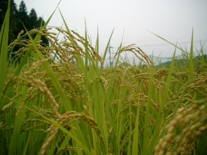 稲