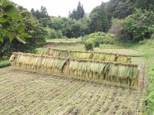 稲刈り2018