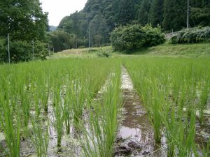 田んぼの様子