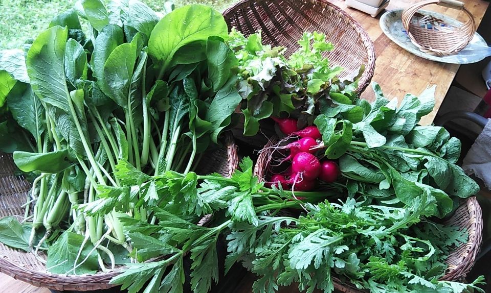 収穫野菜